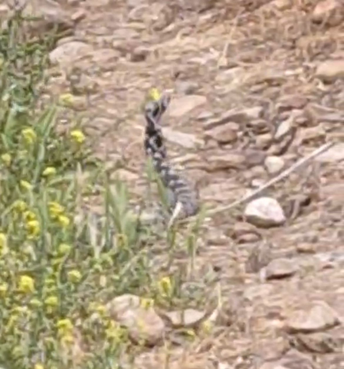 Çanakkale’de yılanların dansı görüntülendi