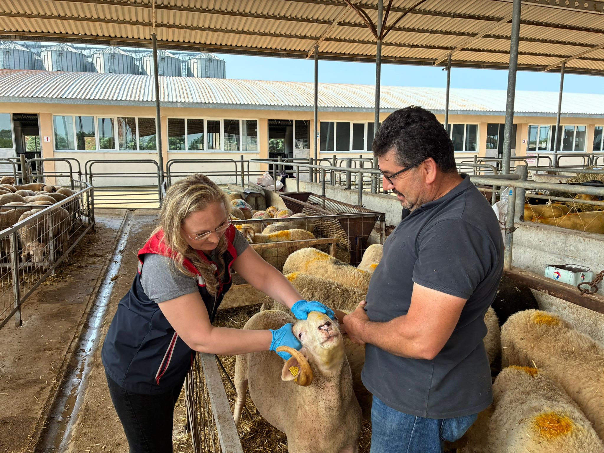 Kurban pazarlarında sıkı denetim