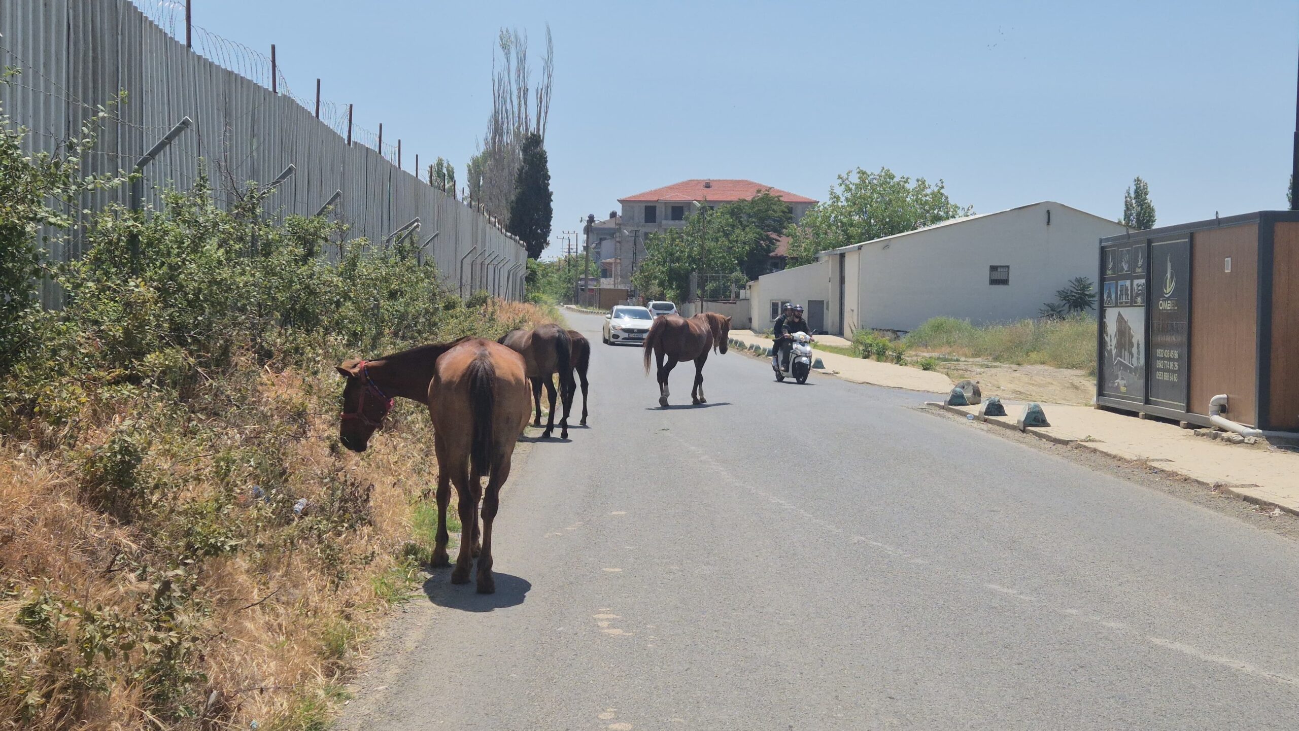 Tekirdağ sokaklarında renkli at manzaraları