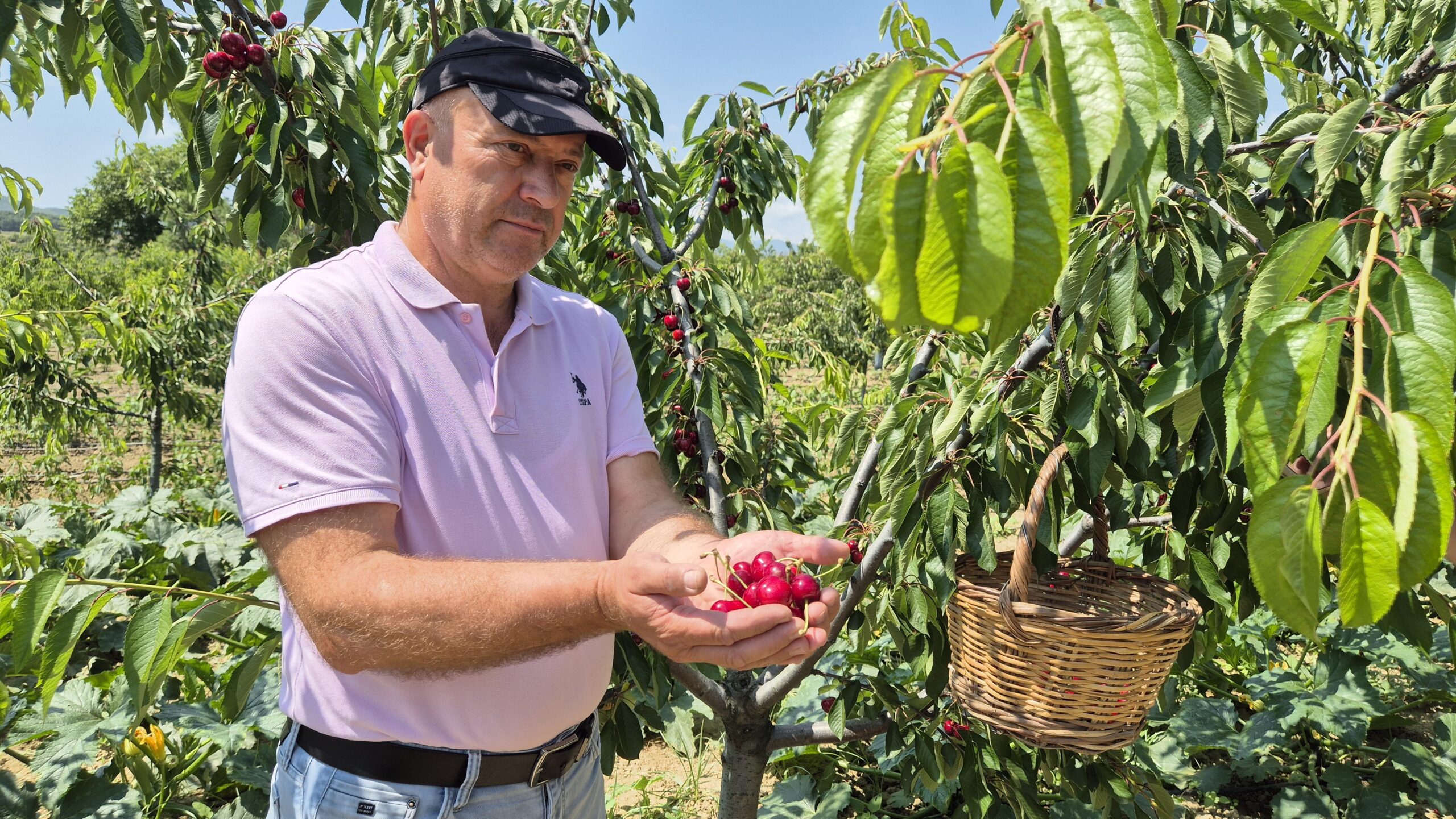 Tekirdağ kirazında rekolte beklentisi; 3 bin ton