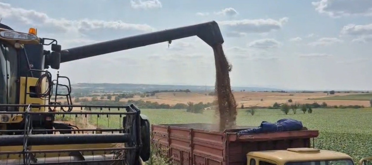 Yılın ilk buğdayı hasat edildi