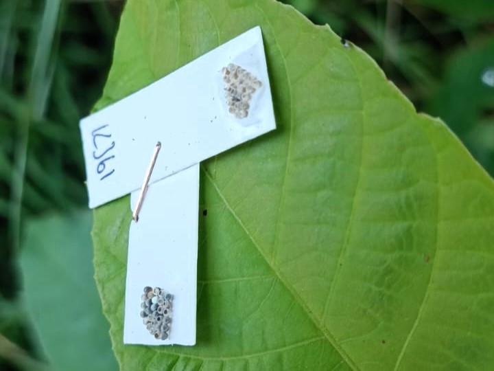 Kokarcaya karşı samuray kılıcı!