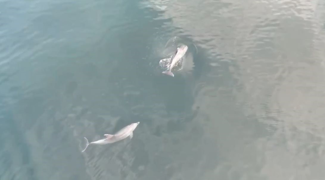 Şarköy açıklarındaki yunuslar havadan görüntülendi