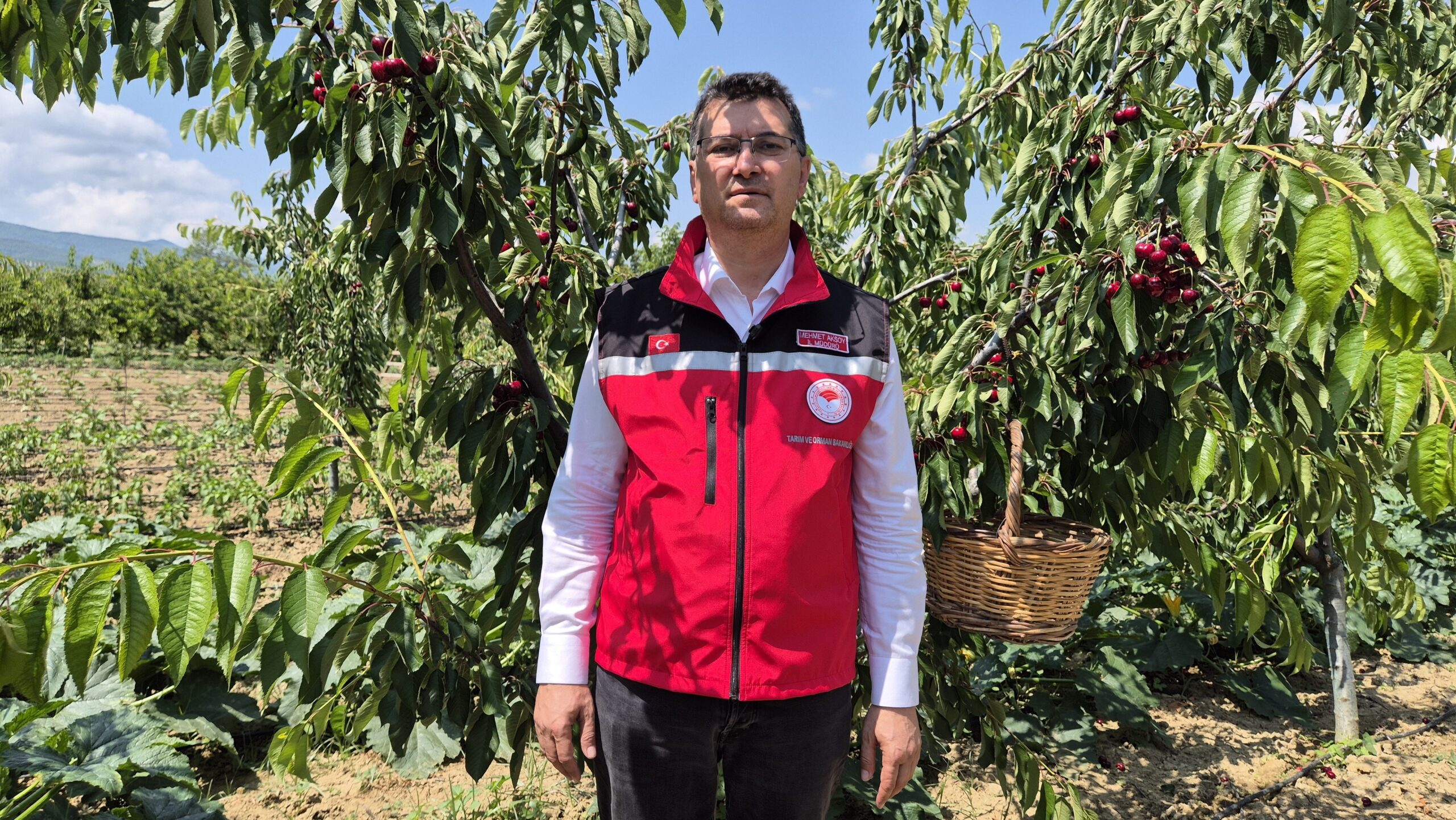 Bahçede kiraz 250 lirayı buluyor