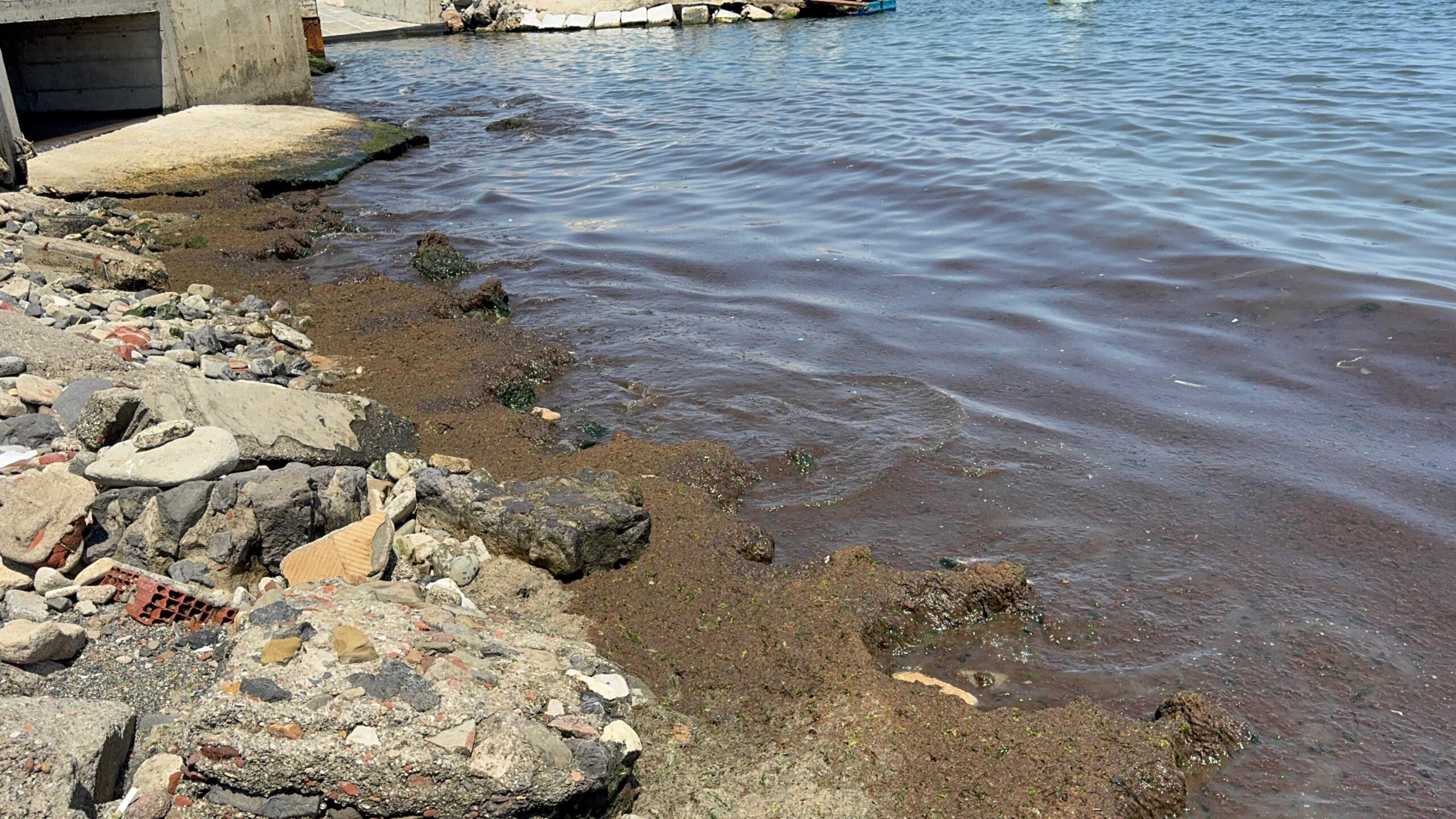 Kırmızı yosunlar yeniden görünmeye başladı