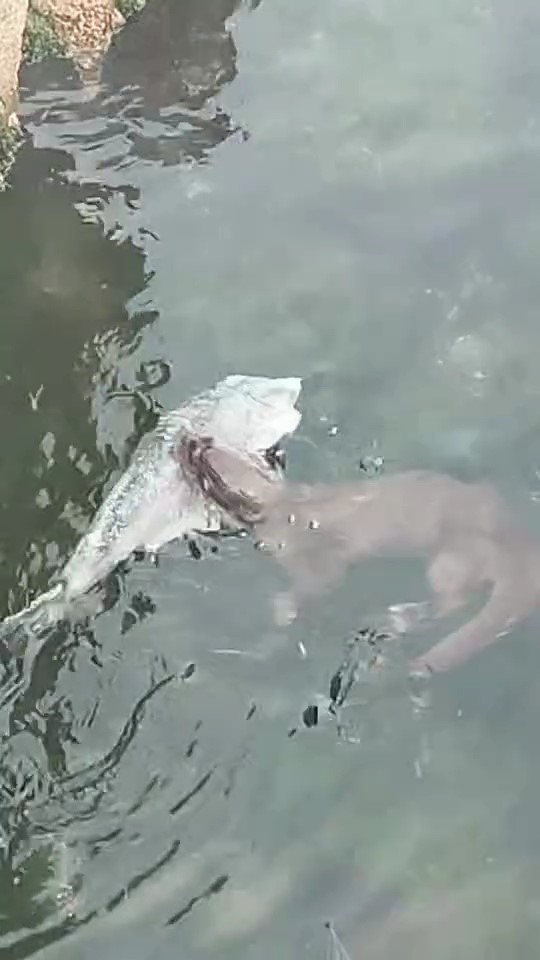 Su samurları Tekirdağ’da görülmeye başlandı