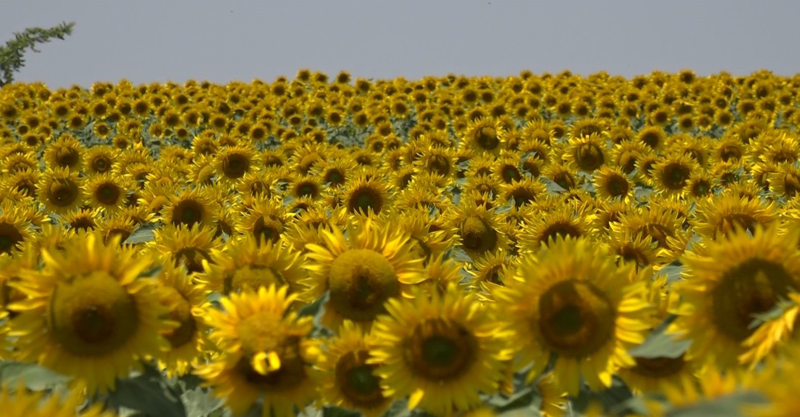 Ayçiçeği üreticileri yağışa hasret kaldı