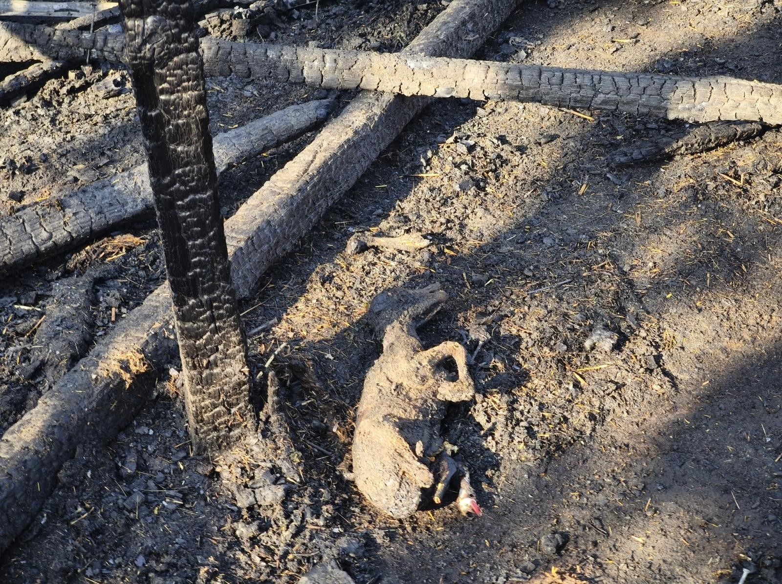 Ağıla sıçrayan yangında 35 koyun can verdi