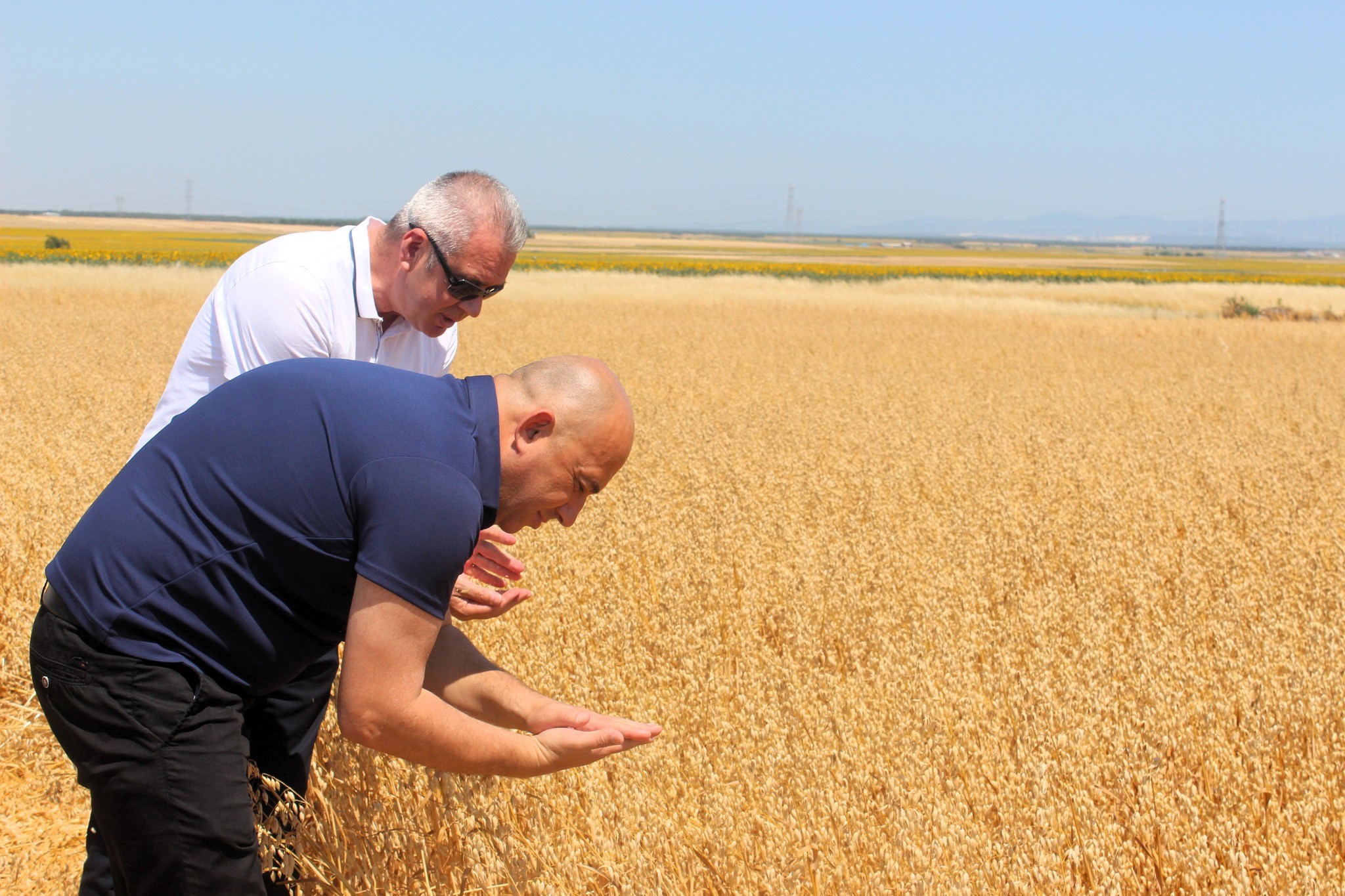 Yerli yulaf çeşitleri hasat ediliyor