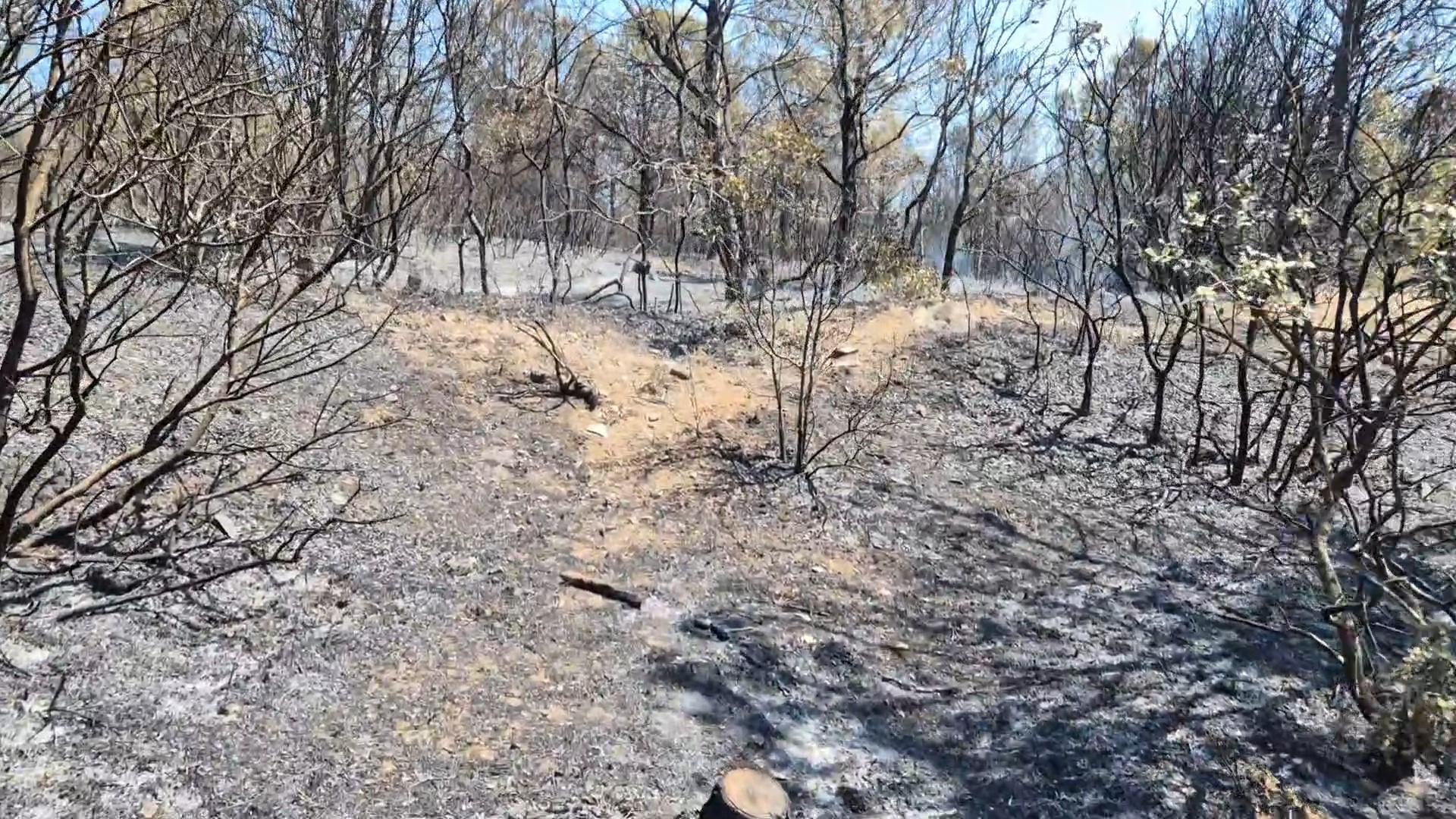 Şarköy’deki orman yangını kontrol altına alındı