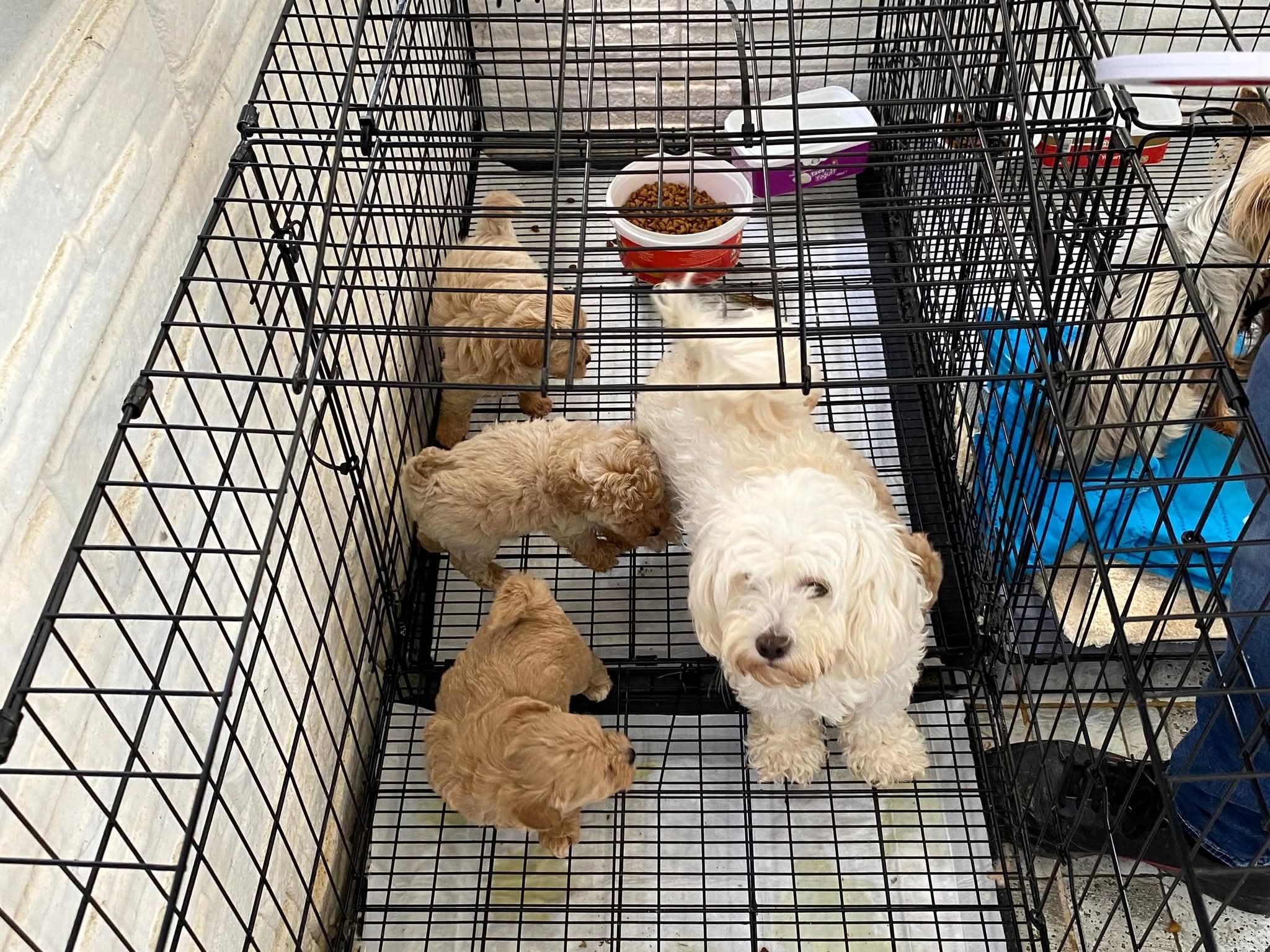 Kaçak hayvan üretimine baskın