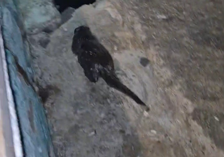 Sevimli su samuru yavrusu kameraya poz verdi