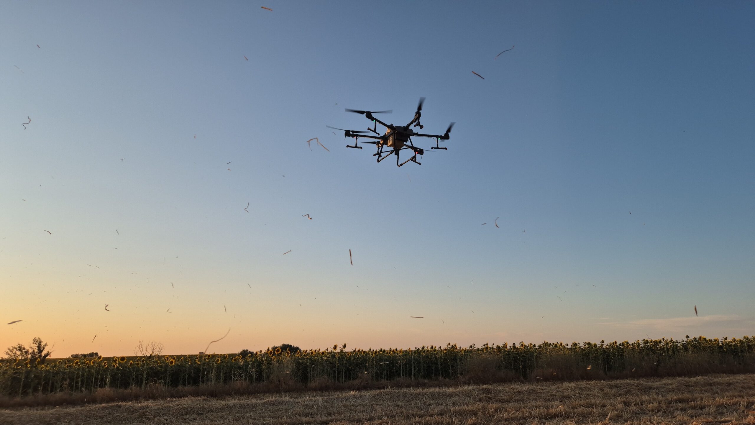 Muratlı’da çekirge istilası