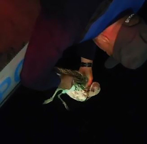 Misinaya dolanan martıyı dalgıç polisler kurtardı