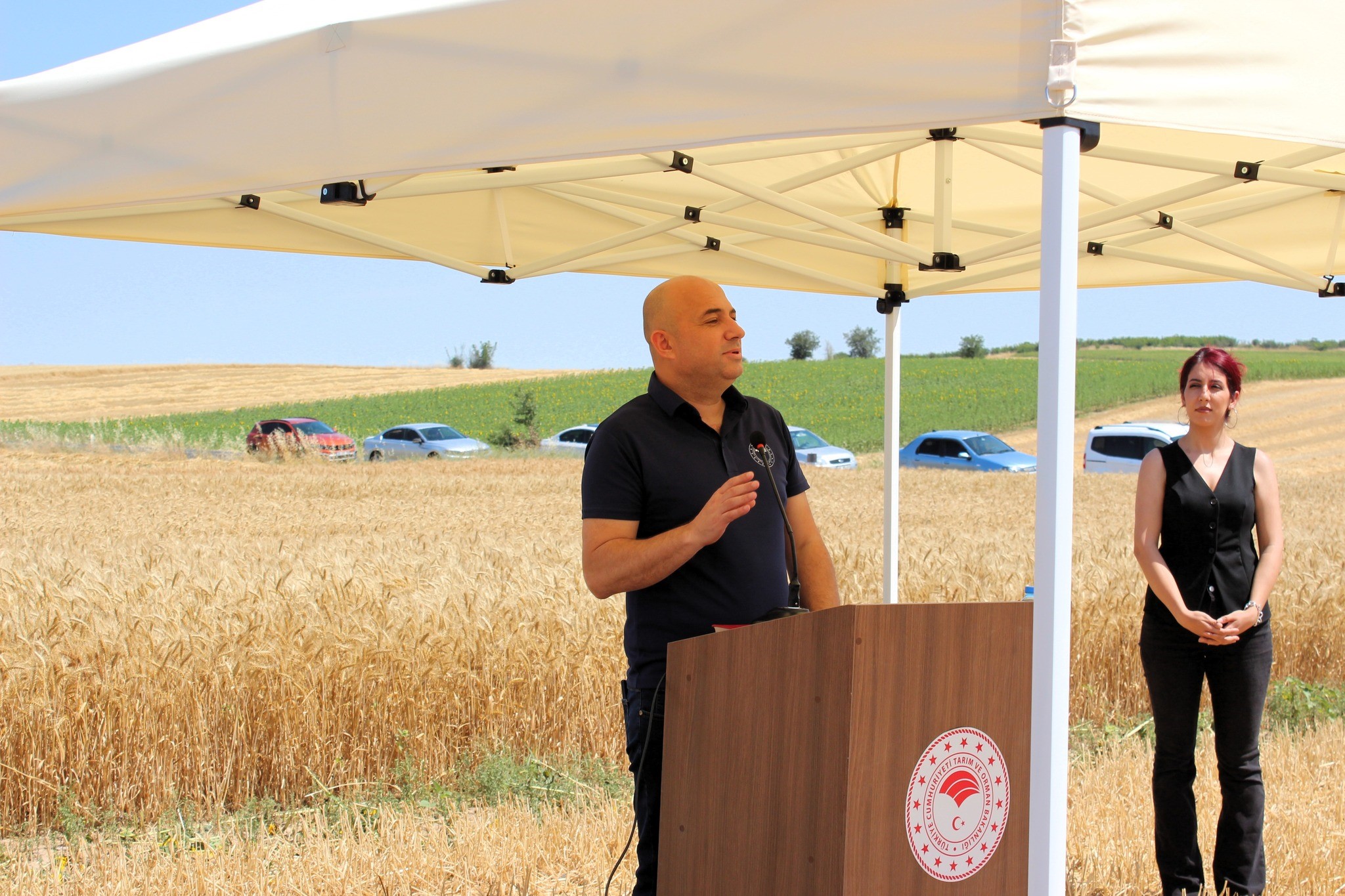 Yerli buğdayın hasadı yapıldı