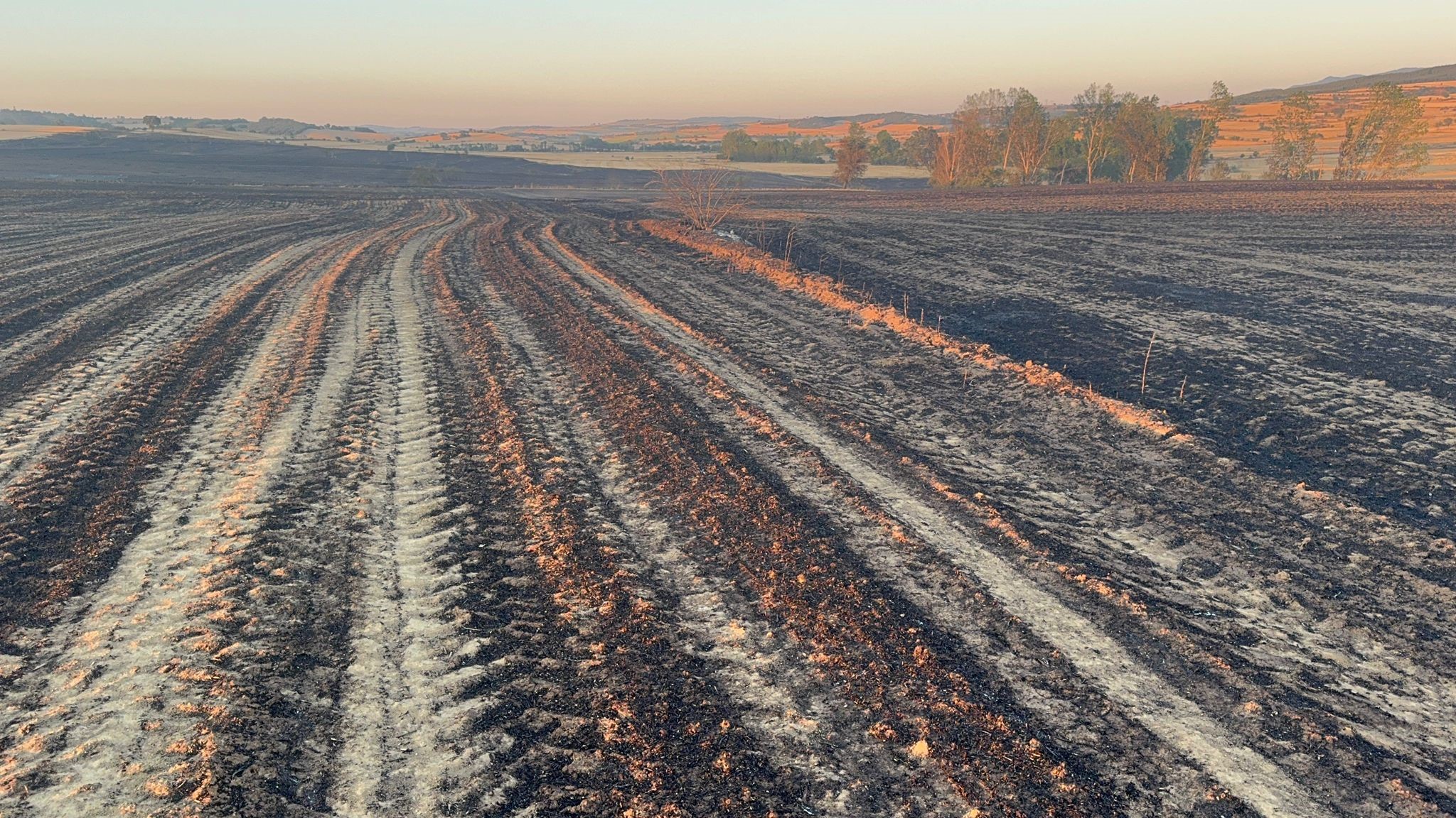 Tarla ile birlikte 200 arı kovanı yandı