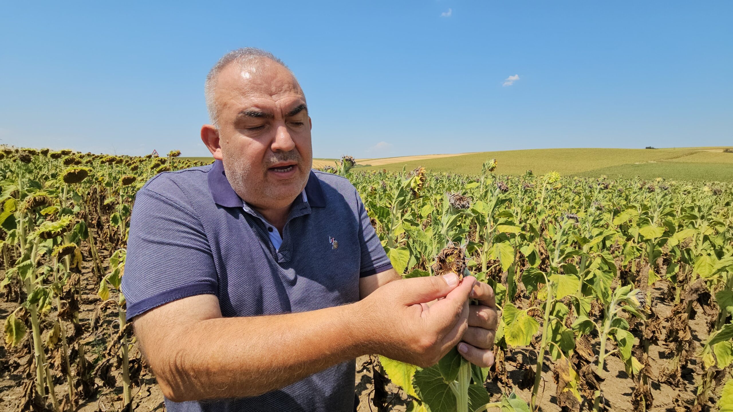 Kuraklık Trakya’yı vurdu: Ayçiçeği alarm veriyor!