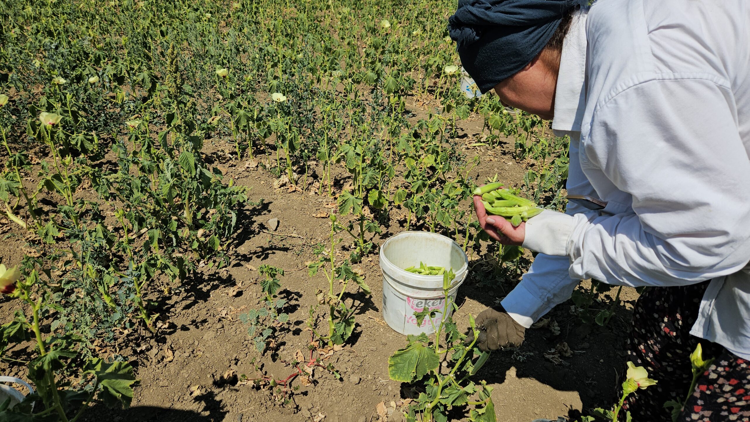 Keşan’ın ünlü bamyası büyük emekle üretiliyor