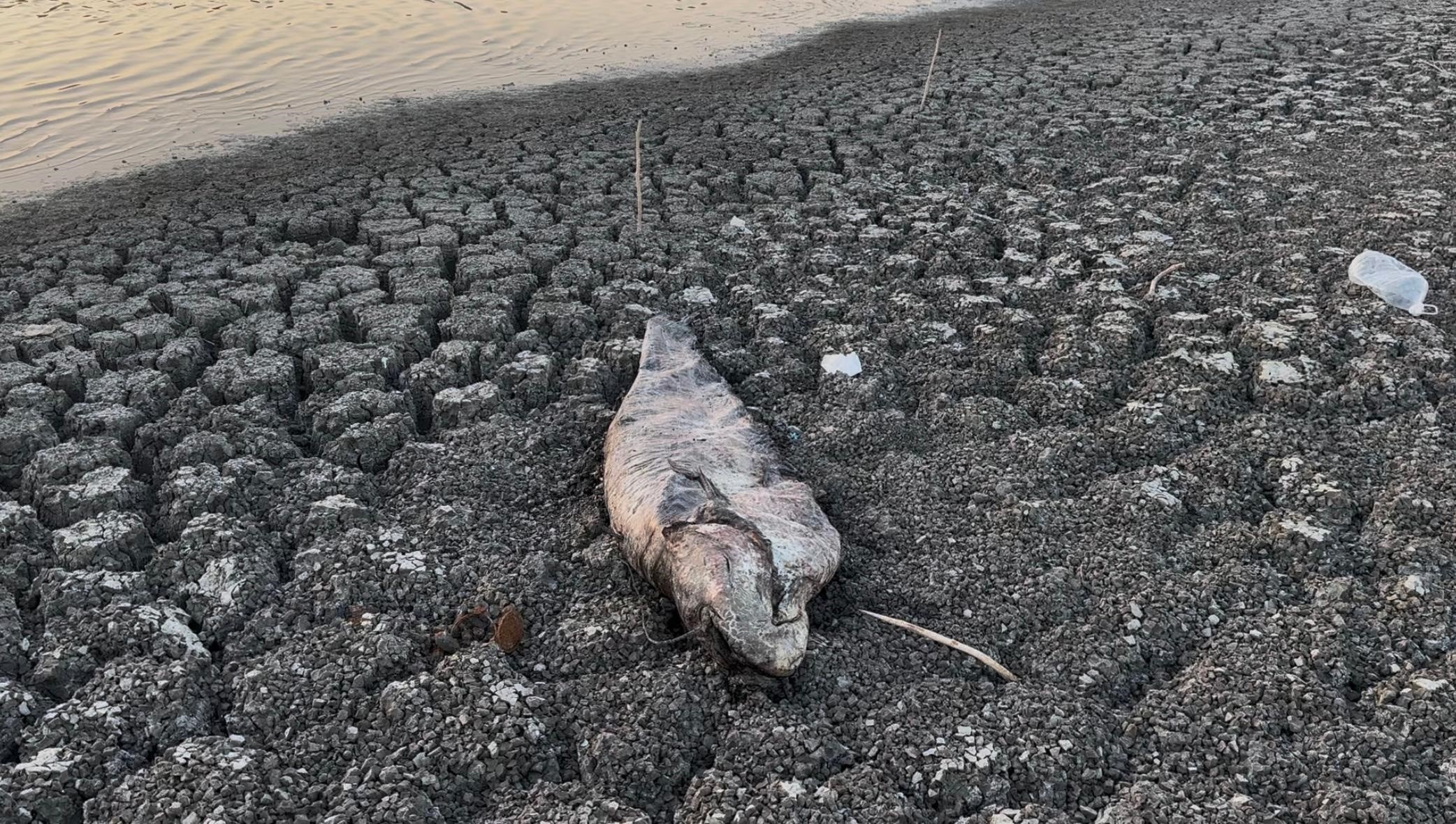 Kuraklık kabusa dönüşüyor: Barajda balık ölümleri başladı