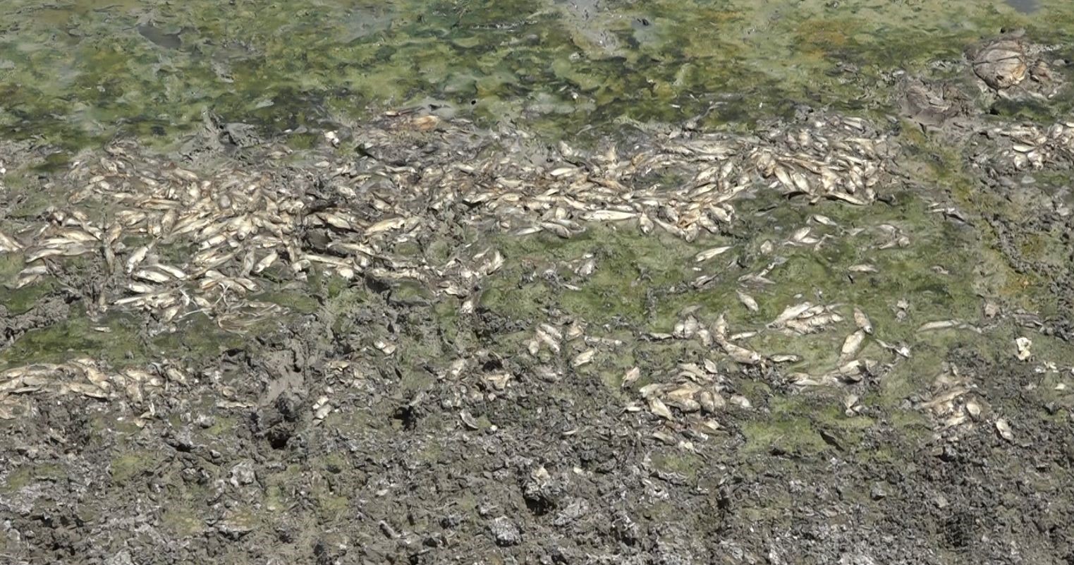 Kuruyan göletteki binlerce balık öldü