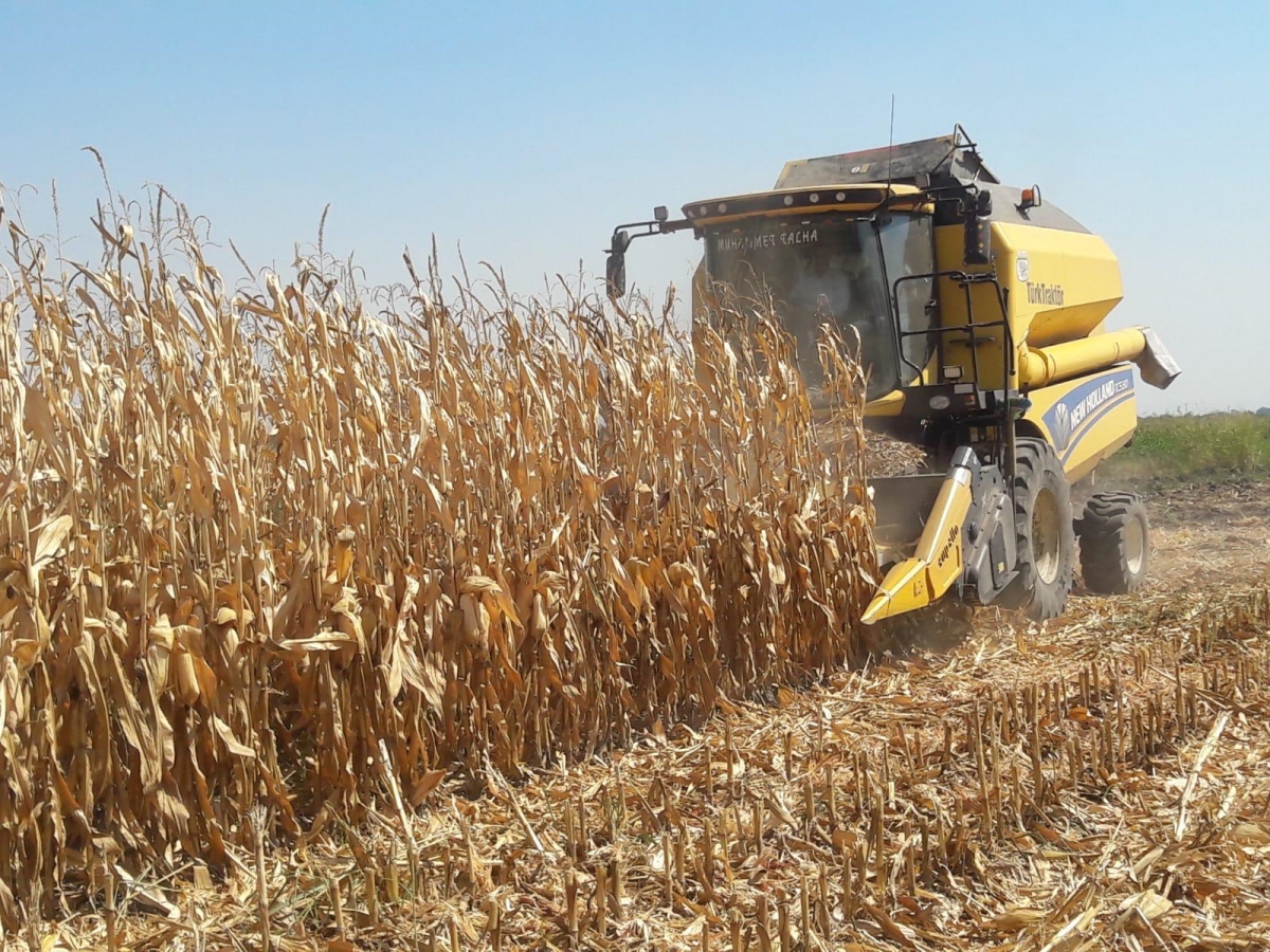 Mısır ithalatını derhal durdurma çağrısı!