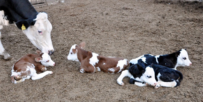Edirne üretim merkezi olma yolunda
