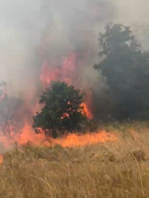 Süleymanpaşa’da yine yangın: Ortaca yanıyor!