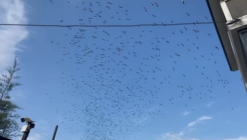 Leyleklerin Afrika yolculuğu başladı