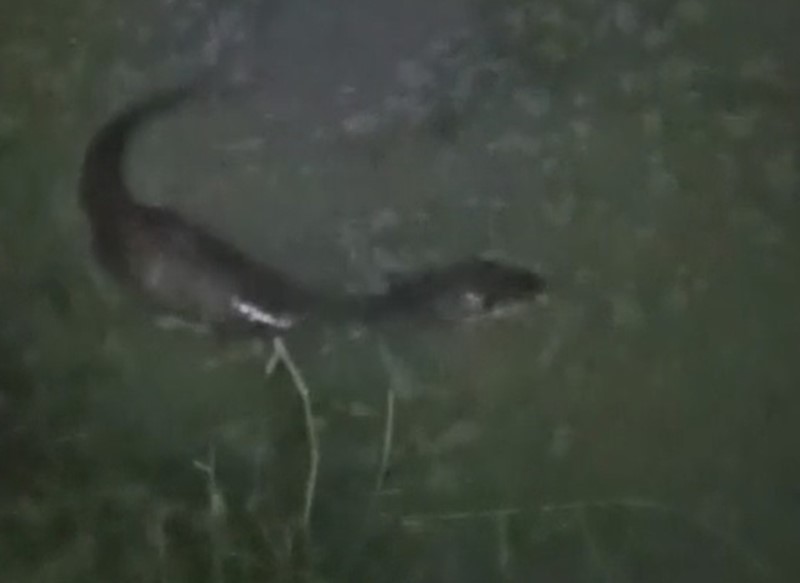 Derede balık avlayan su samuru görüntülendi