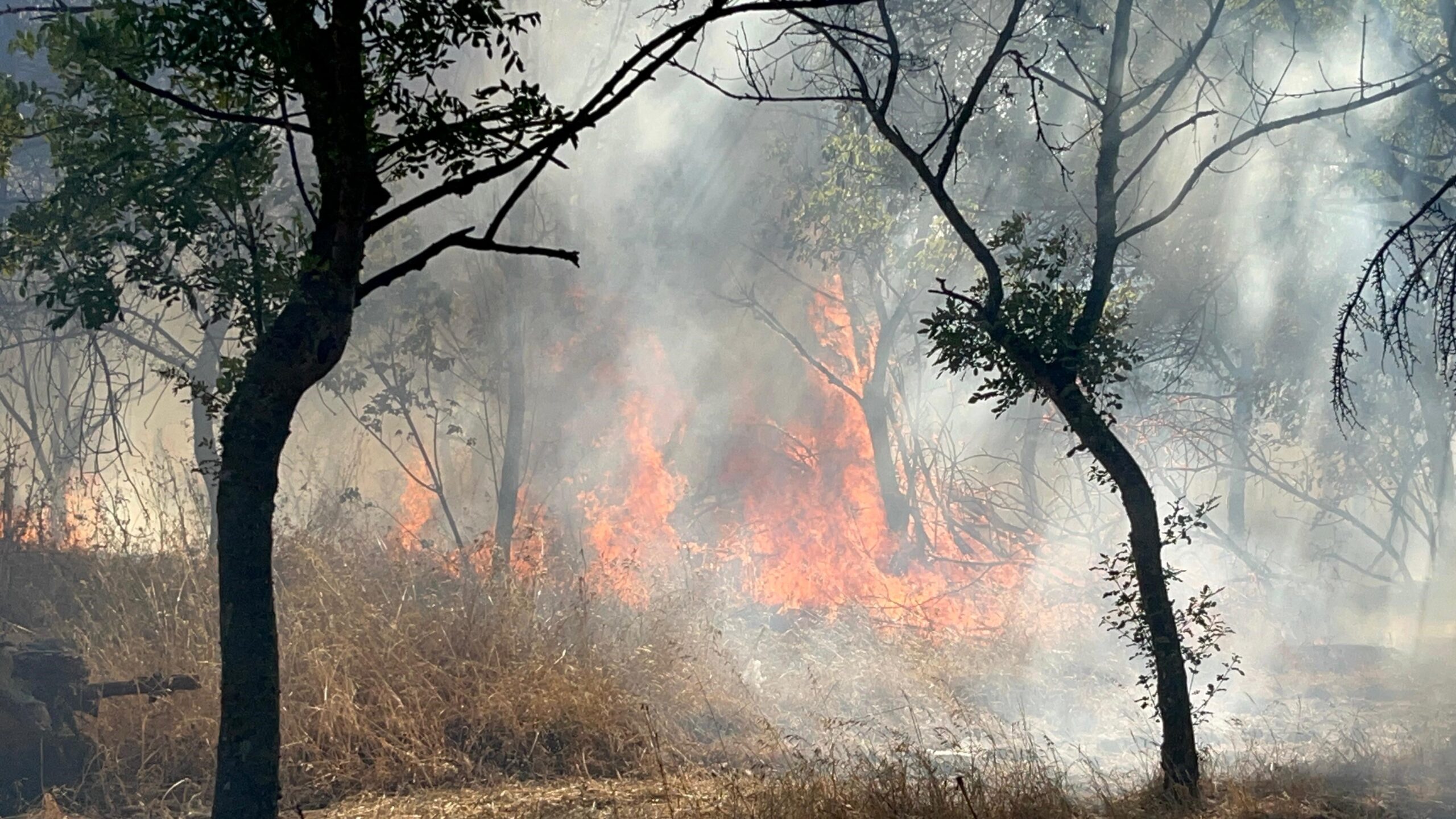Çorlu’da anızda başlayan yangın ormana sıçradı