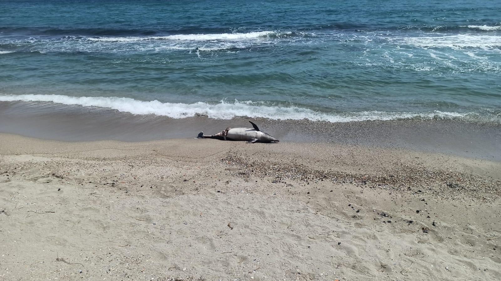 Sahile ölü yunus vurdu