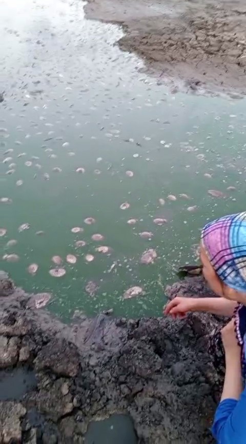 Gölette balık ölümleri başladı