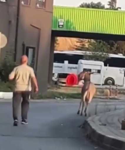 Başıboş eşek dubayı çaldı