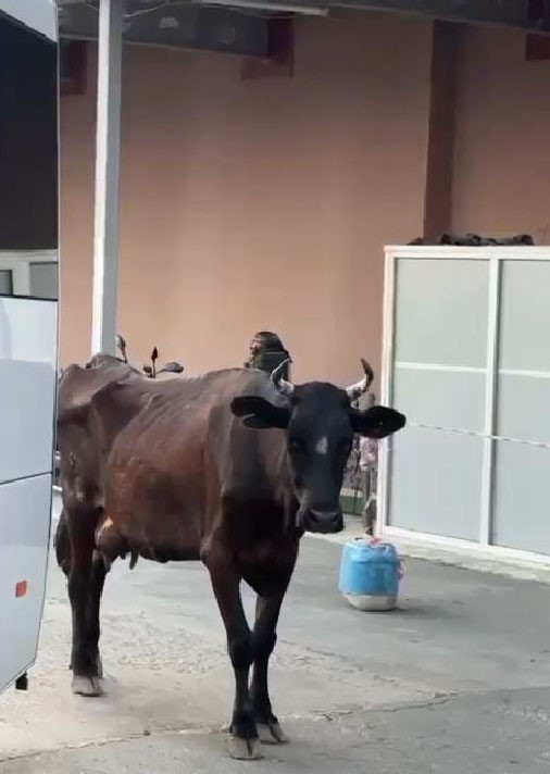 Bir inek kaçıp hastaneye geldi