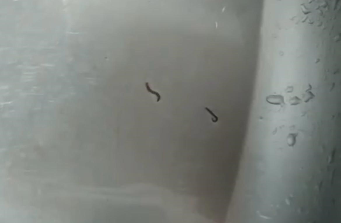 İçme suyundan kurt çıktı