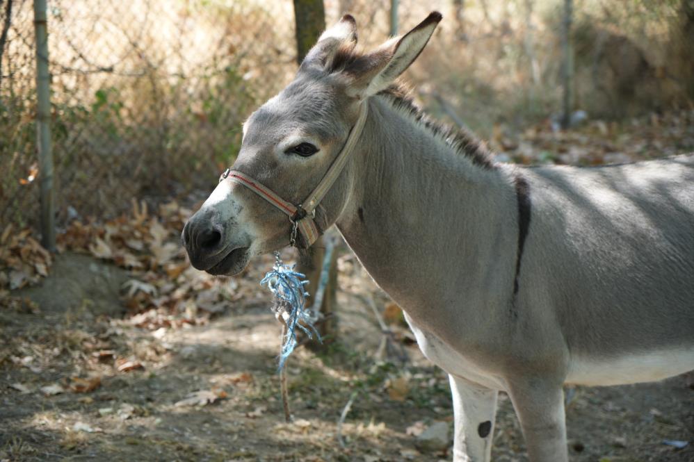 Hırsız eşek yakalandı!