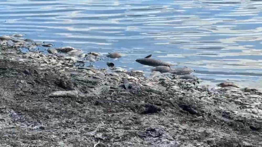 Kuraklıktan balık ölümleri artıyor