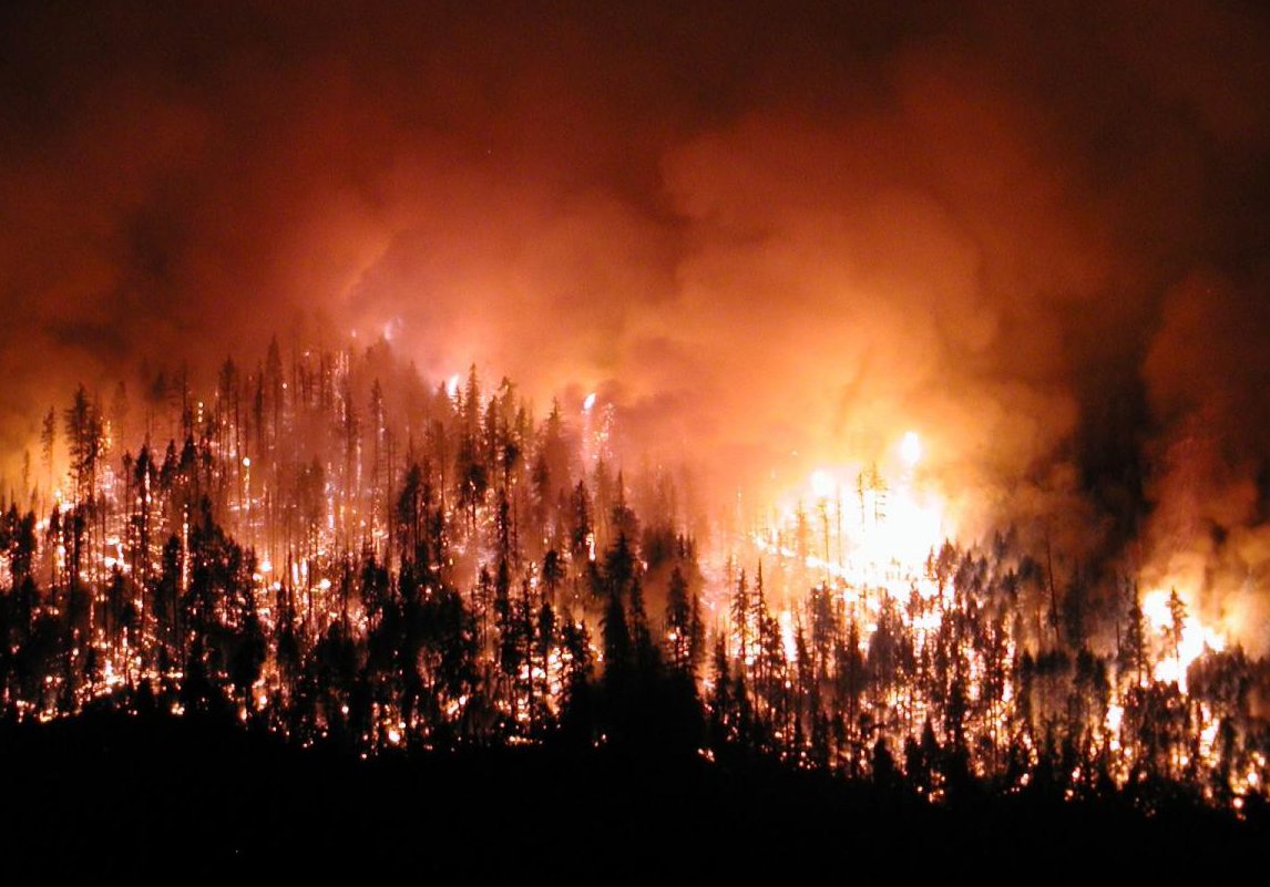 Ormanlar yanarken biz neyi bekliyoruz?