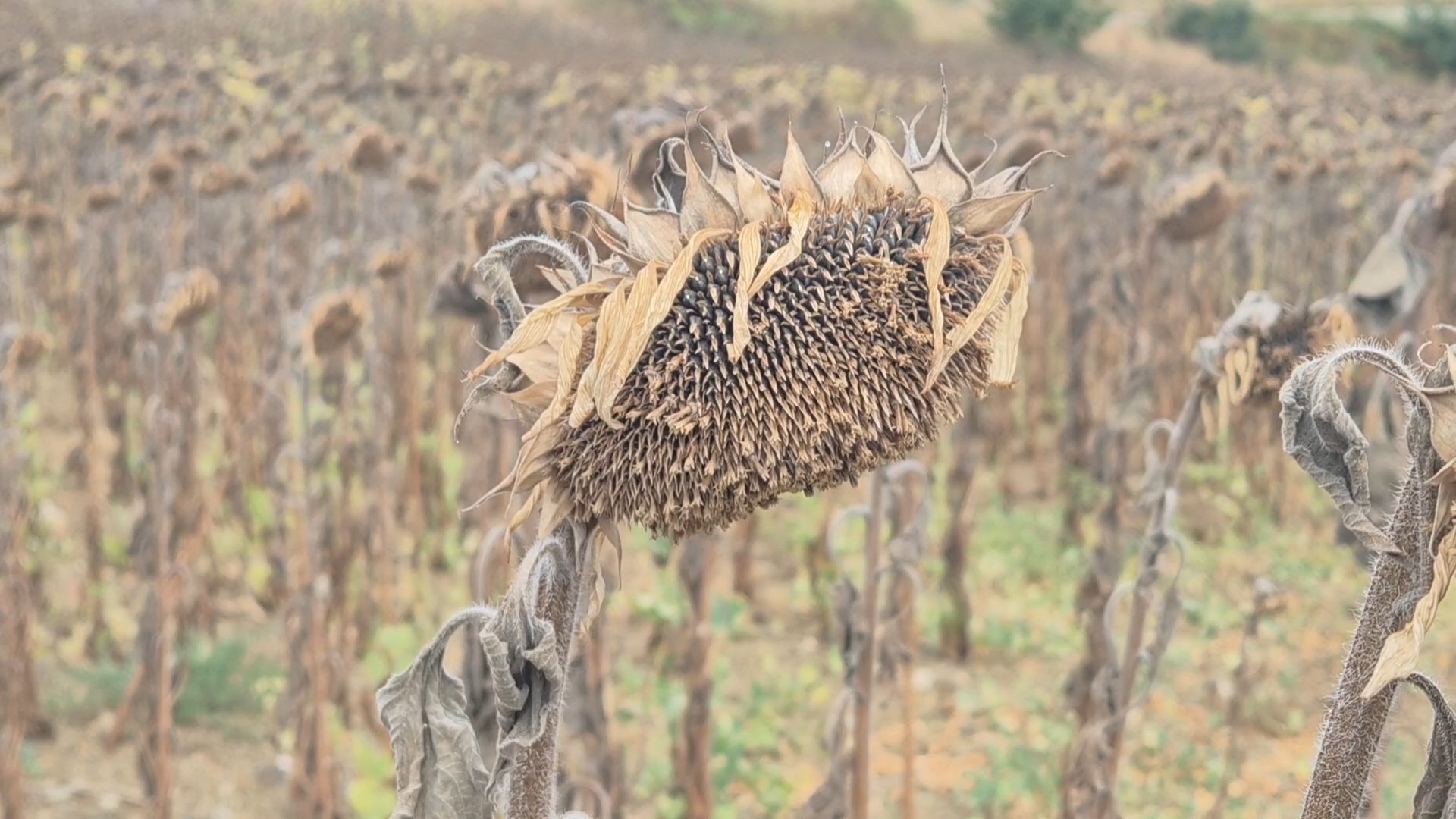 Çiftçi, ayçiçeği üretimini terk ediyor