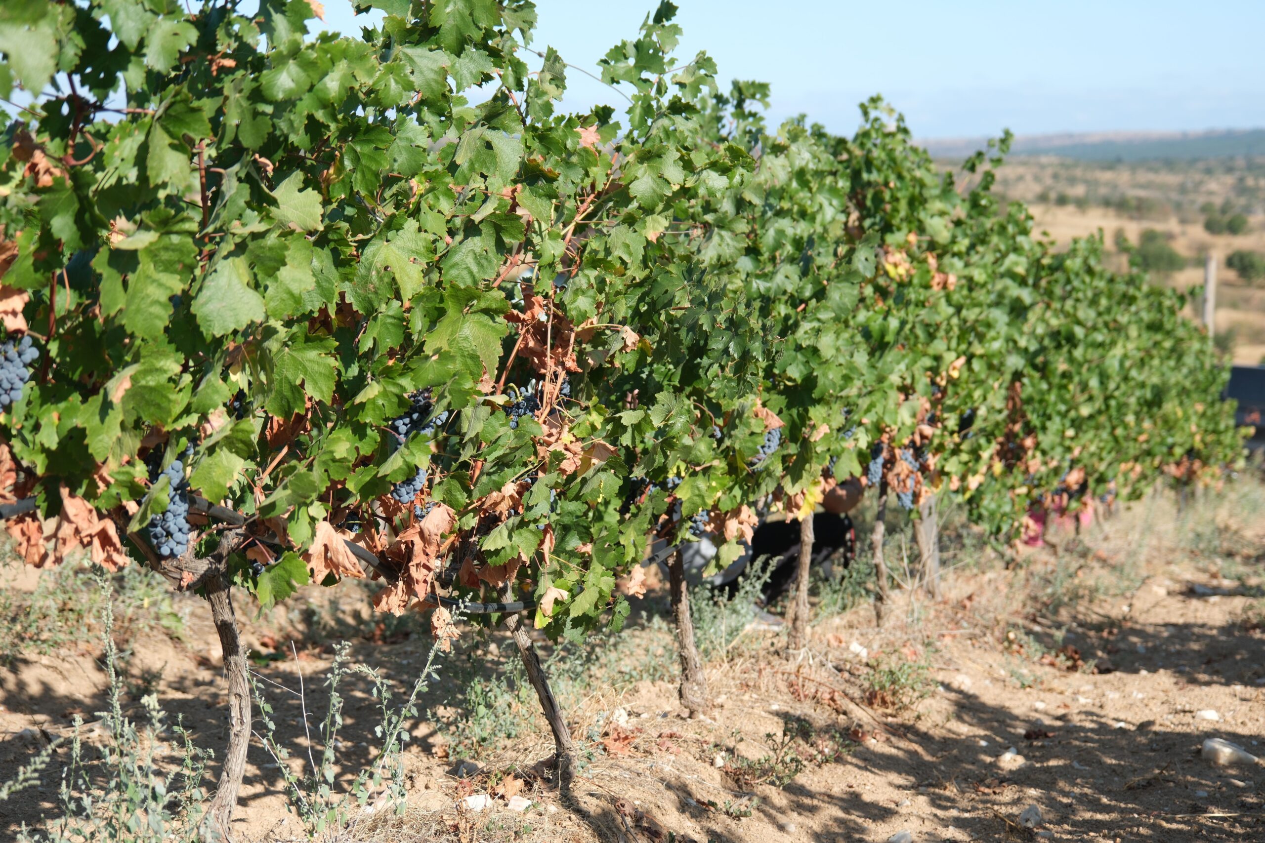 Zirai don desteği nihayet yürürlükte