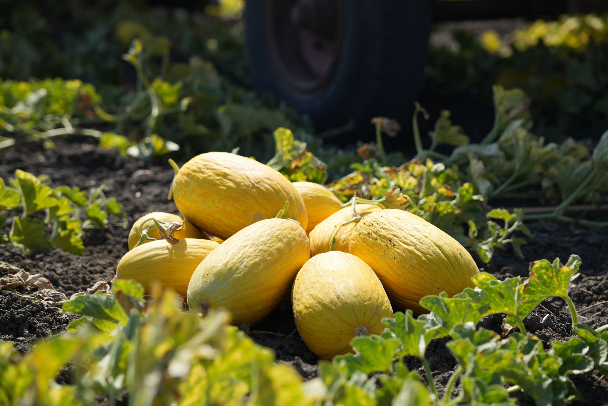 Bu kavun başka kavun!