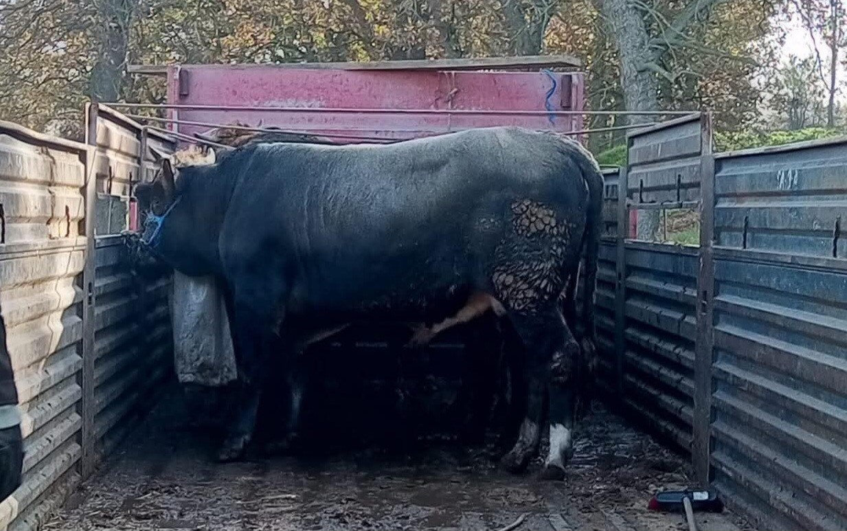 İzinsiz hayvan nakliyatına ceza