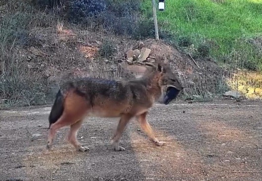 Kumbağ’da çakal ağzındaki domuz ayağıyla görüldü