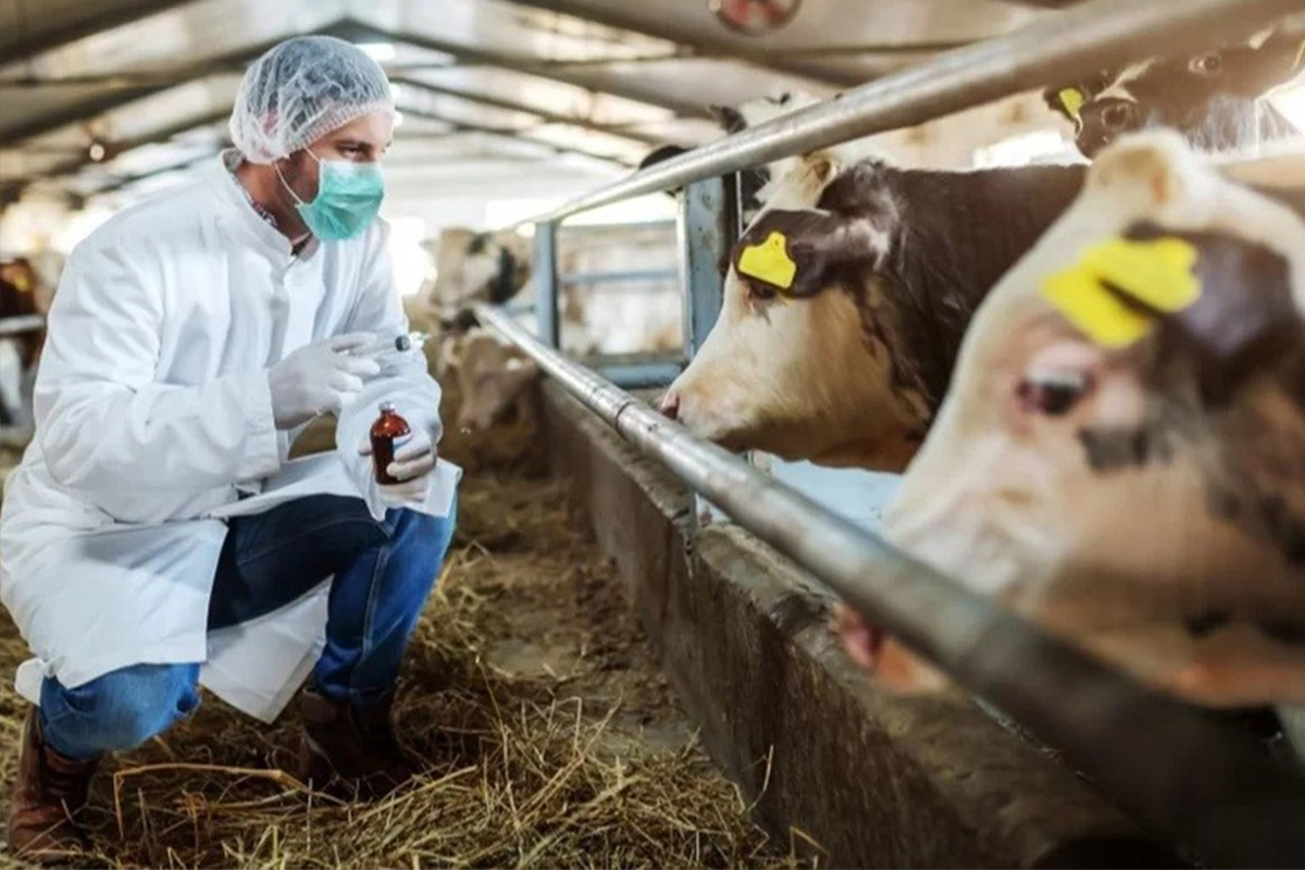 Muratlı’da şap hastalığına rastlandı