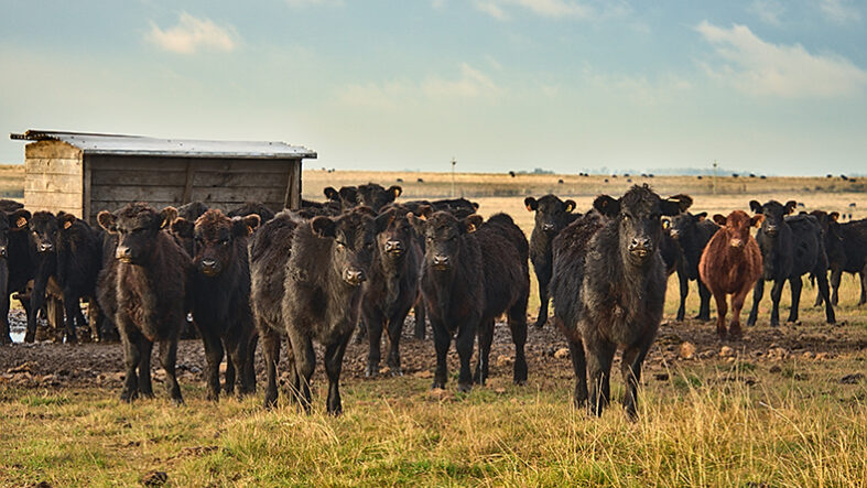 İnekler masum, ya planlar ?
