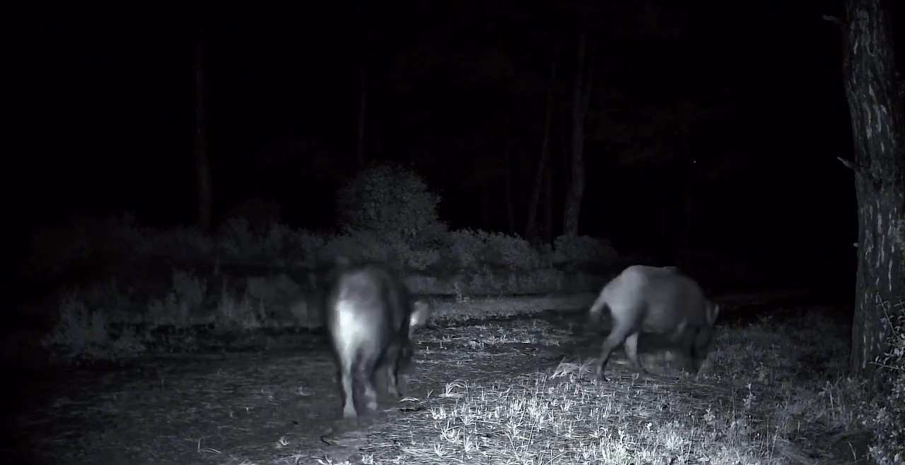 Domuz sürüsü fotokapana yakalandı