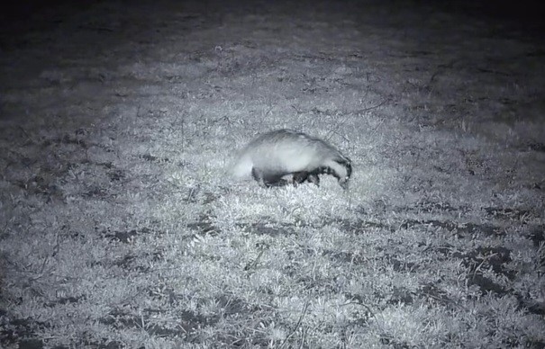 Ganos Dağları’nda yiyecek arayışındaki porsuk