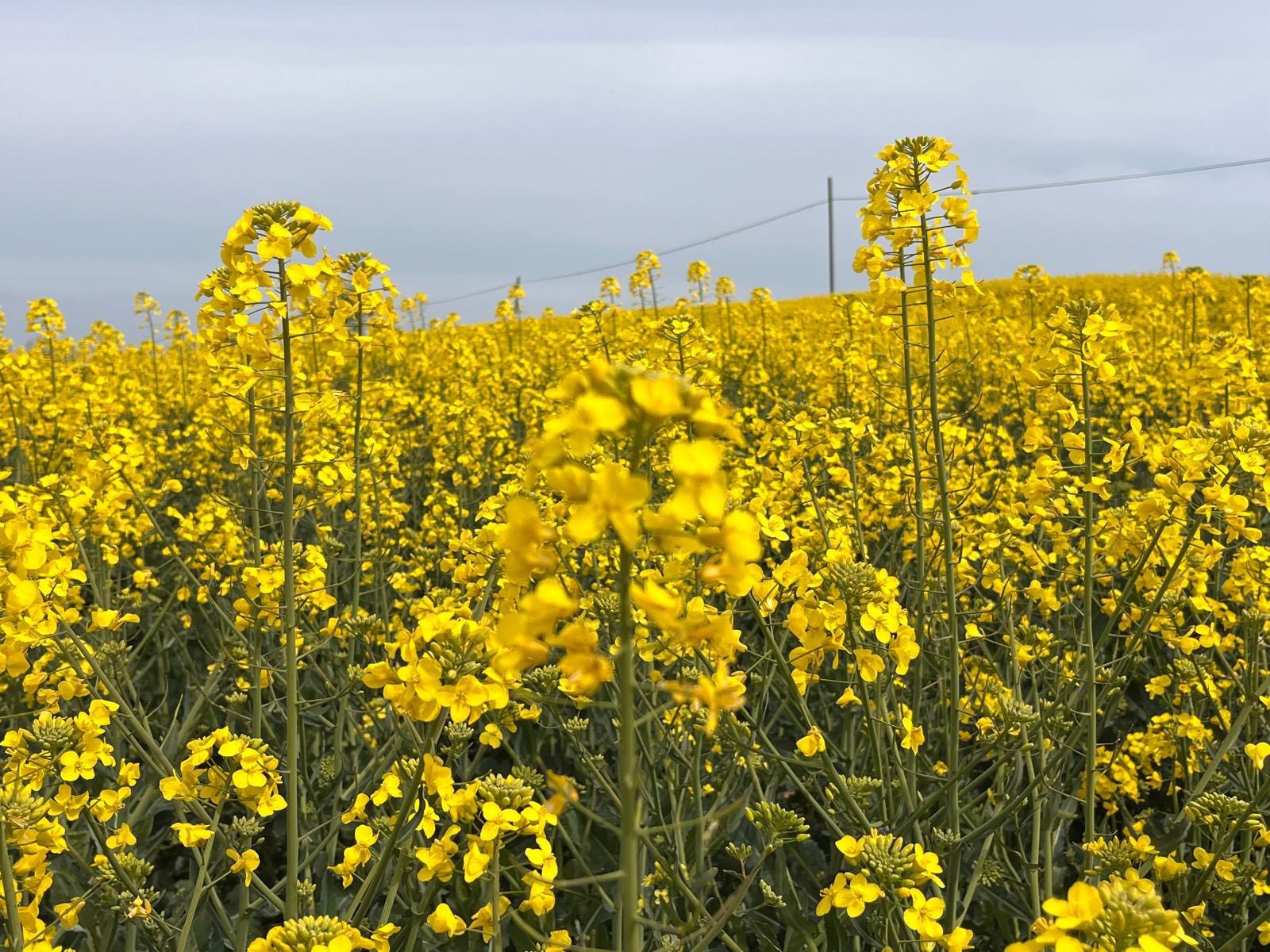 Kanola ilaçlamasında arıların korunması çağrısı