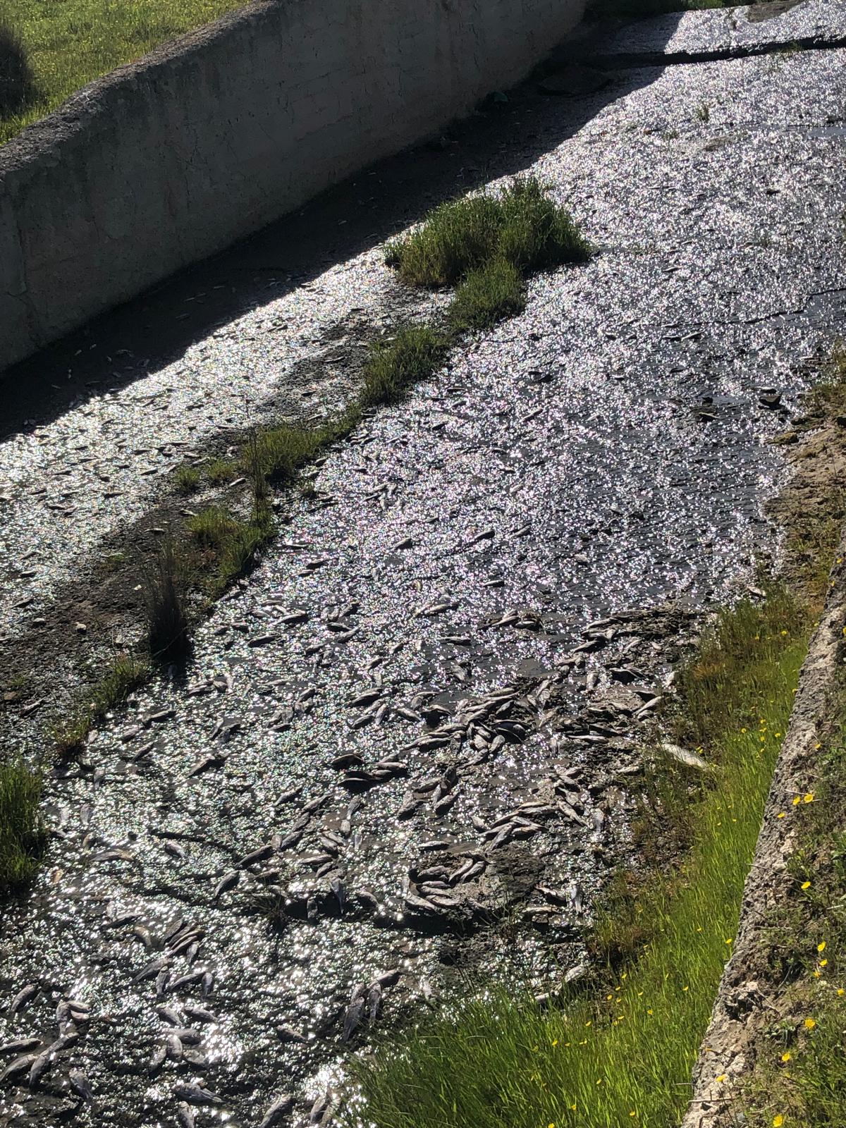 Gölde toplu balık ölümleri yaşandı