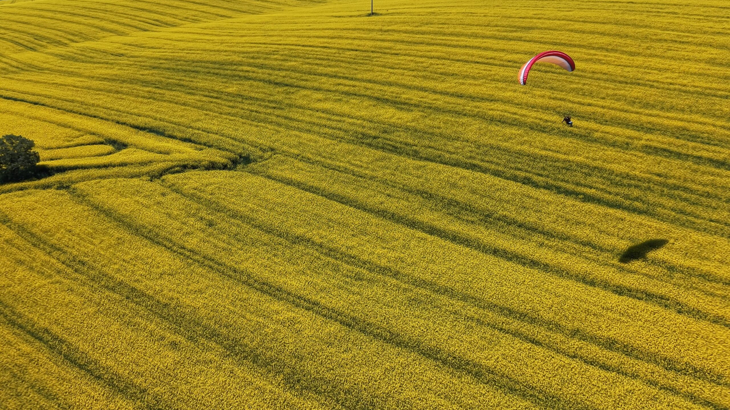Tekirdağ’da sarı şölen: Paramotorlar sarı tarlaları gezdi